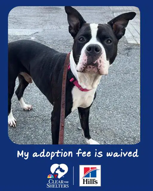 Scrappy - Pit Bull Terrier