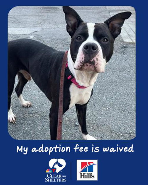picture of the dog needing adoption