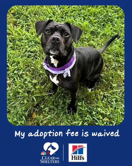 Audrey - Staffordshire Bull Terrier