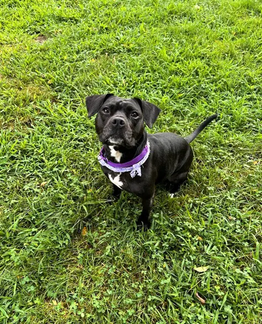 Audrey - Staffordshire Bull Terrier
