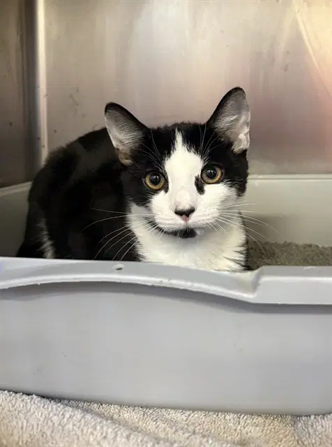 Alejandro - Domestic Short Hair