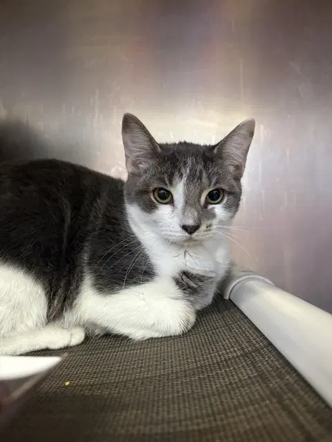 Anita - Domestic Short Hair