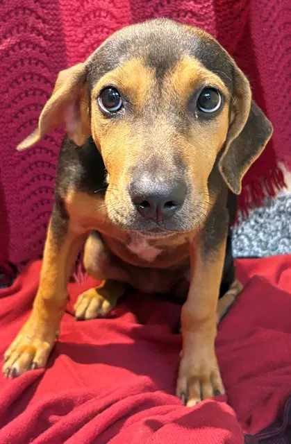 Apple - Australian Cattle Dog/Blue Heeler