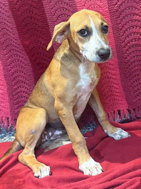 Banana - Australian Cattle Dog/Blue Heeler