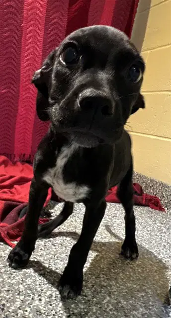 Carter - Labrador Retriever