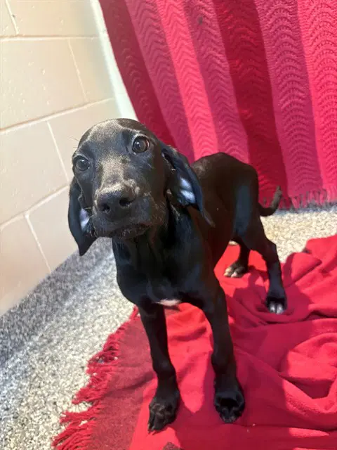 Duke - Labrador Retriever