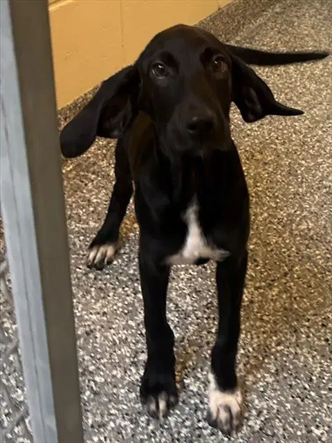 Dawson - Labrador Retriever