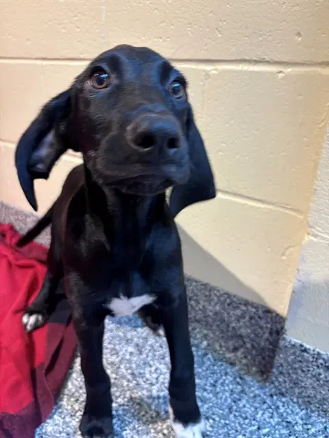 Dallas - Labrador Retriever