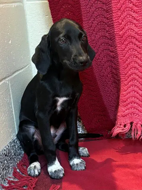 Deacon - Labrador Retriever