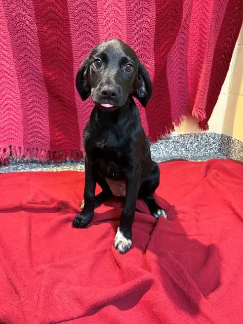Dolly image 1