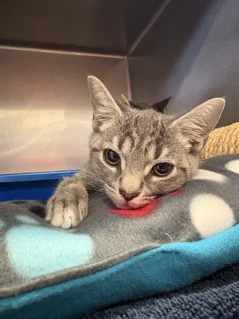 Charlie - Domestic Short Hair