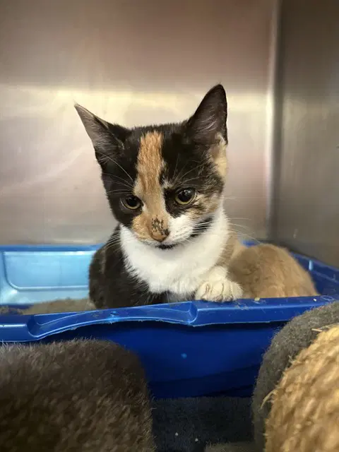 Aileen - Domestic Short Hair