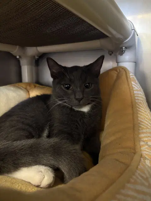 Ted - Domestic Short Hair