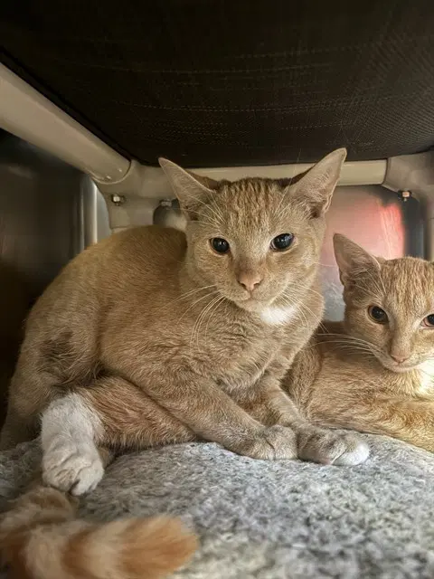 Eddie - Domestic Short Hair