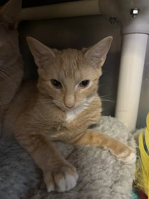 Jack - Domestic Short Hair