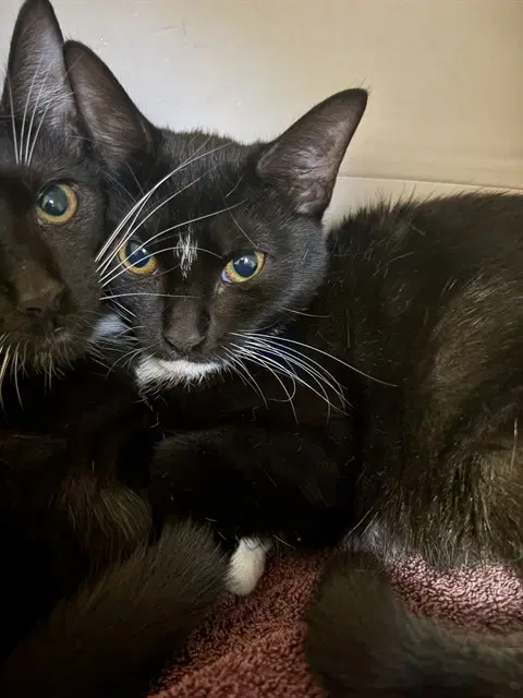 Susan - Domestic Short Hair