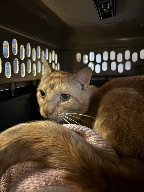 Gary - Domestic Short Hair