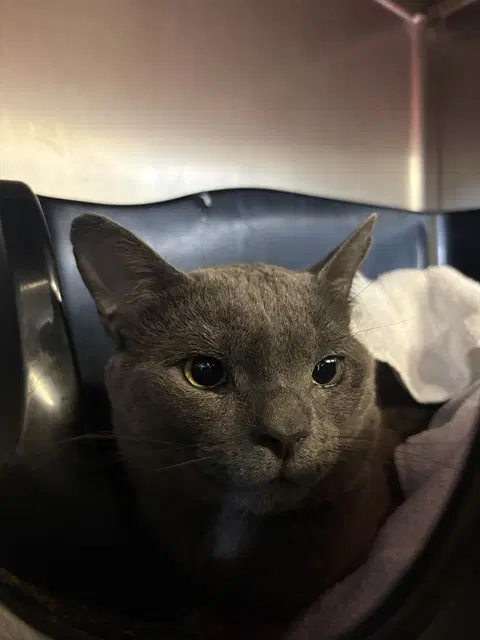 Dennis - Domestic Short Hair