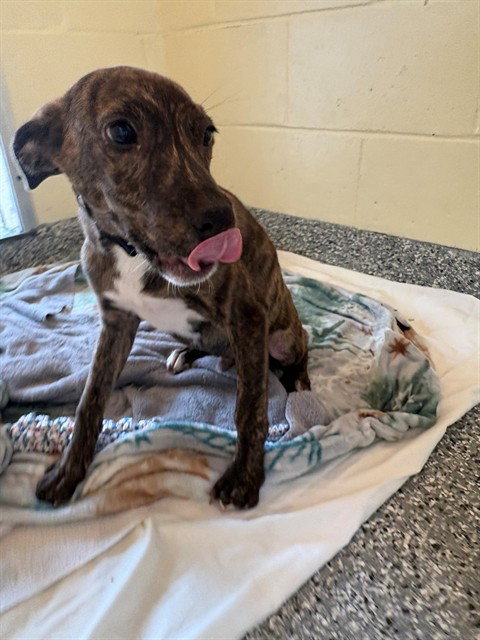 picture of the dog needing adoption