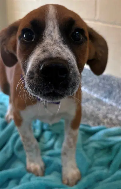 Maggie - Feist