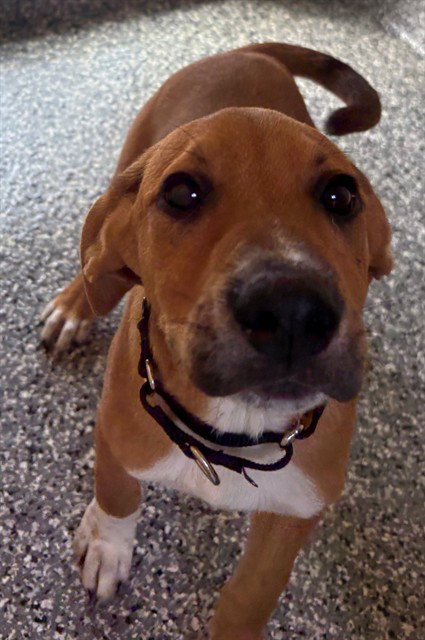picture of the dog needing adoption