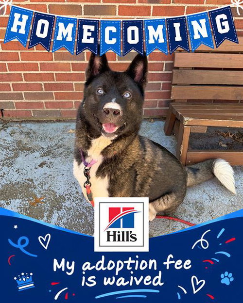 CARL, a dog for adoption from Animal Rescue League of Boston - Cape Cod Branch
