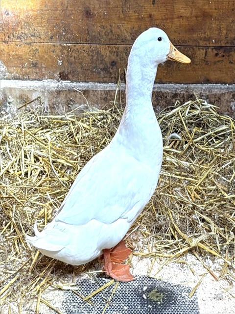 TIMMY, a poultry for adoption from Animal Rescue League of Boston - Cape Cod Branch