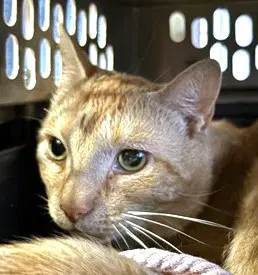 Gary - Domestic Short Hair