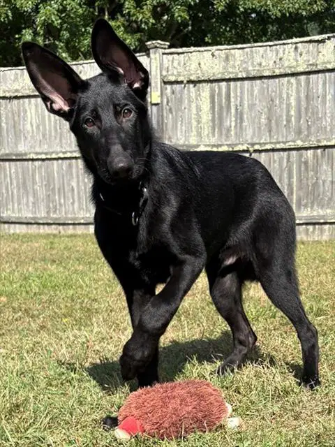 George - German Shepherd Dog