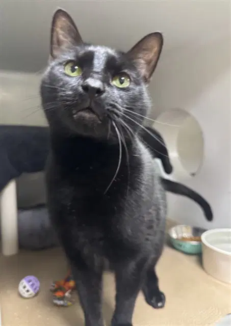 Salem - Domestic Short Hair