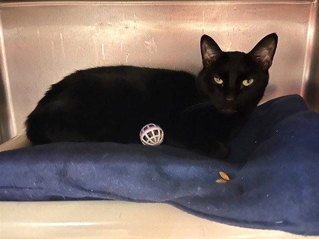 Salem, Domestic Short Hair