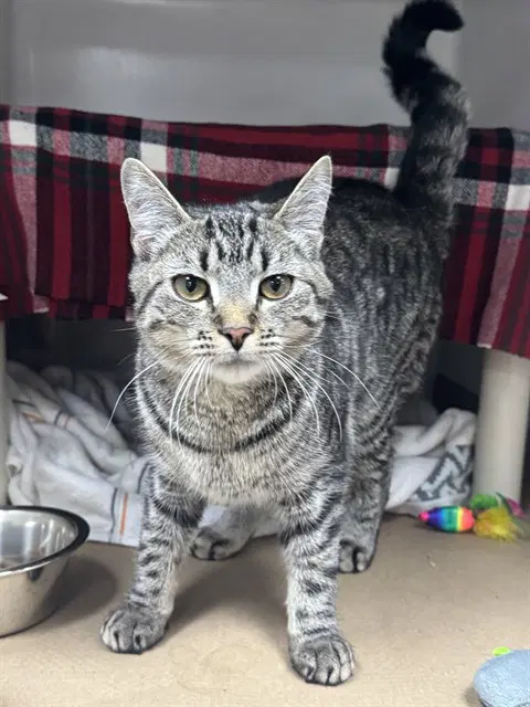 Tink - Domestic Short Hair