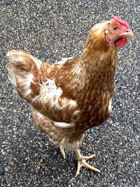 MARGOT, a poultry for adoption from Animal Rescue League of Boston - Cape Cod Branch