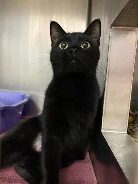 Raven - Domestic Short Hair