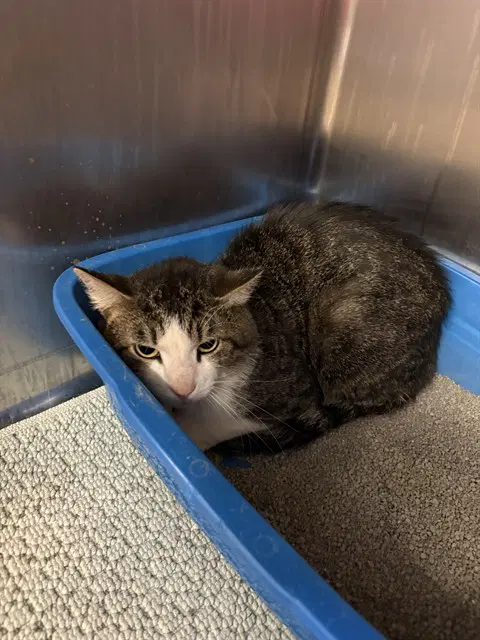 Governor - Domestic Short Hair