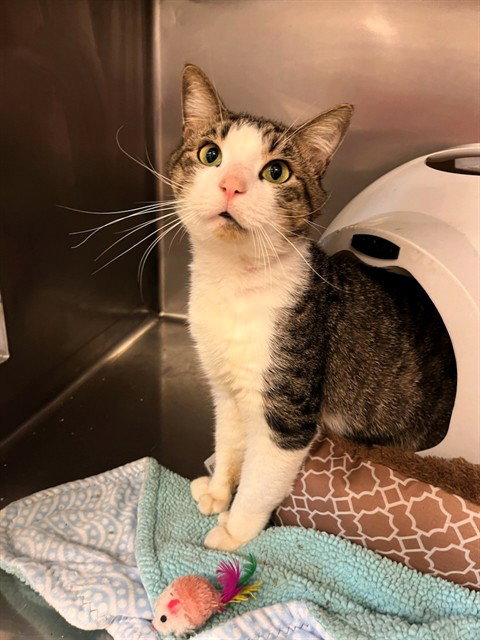 GOVERNOR, a cat for adoption from Animal Rescue League of Boston - Cape Cod Branch