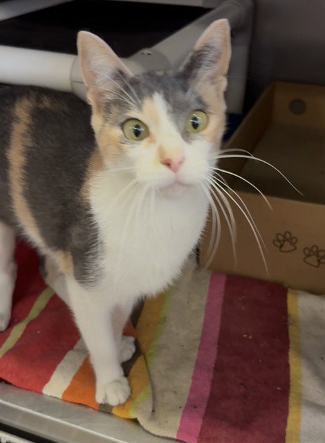 Dolly, Domestic Short Hair