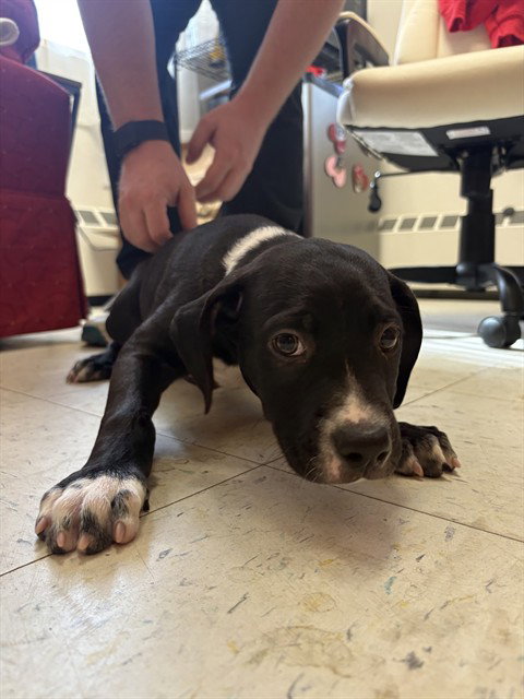 Mini Tipper, Staffordshire Bull Terrier