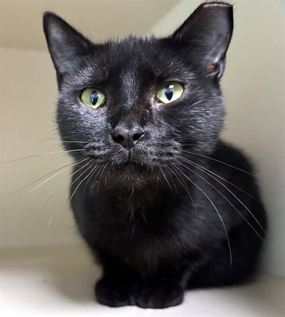 Lillie, Domestic Short Hair