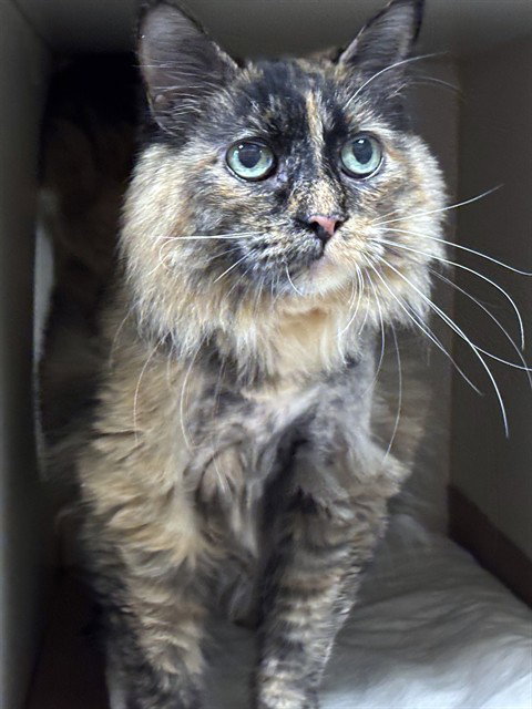 Angel, Domestic Long Hair