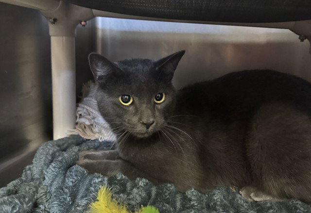 Ghost, Domestic Short Hair