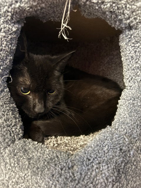 AMY, a cat for adoption from Animal Rescue League of Boston - Cape Cod Branch