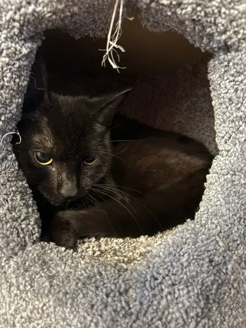 Amy - Domestic Short Hair