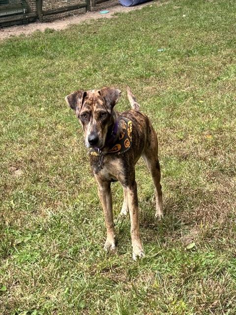 Fi - Catahoula Leopard Dog