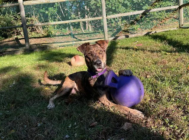 Fi - Catahoula Leopard Dog