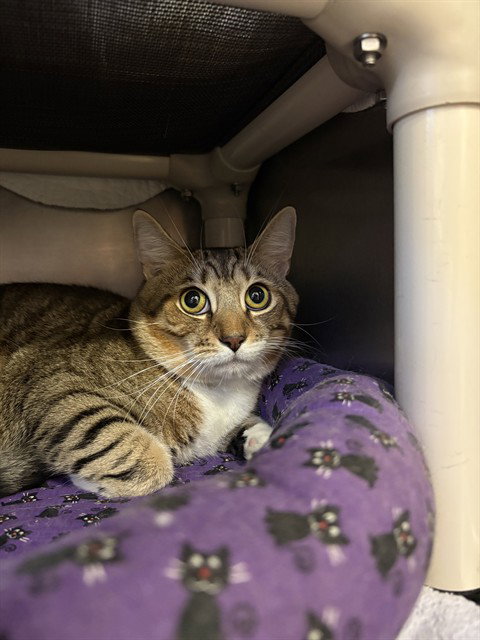SOCRATES, a cat for adoption from Animal Rescue League of Boston - Cape Cod Branch