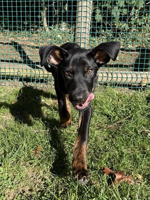 NASH, a dog for adoption from Animal Rescue League of Boston - Cape Cod Branch