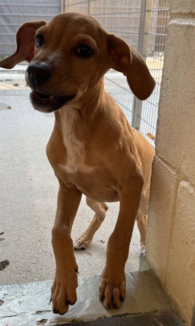 DOTTIE, a dog for adoption from Animal Rescue League of Boston - Cape Cod Branch