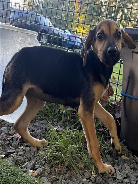 FERN, a dog for adoption from Animal Rescue League of Boston - Cape Cod Branch
