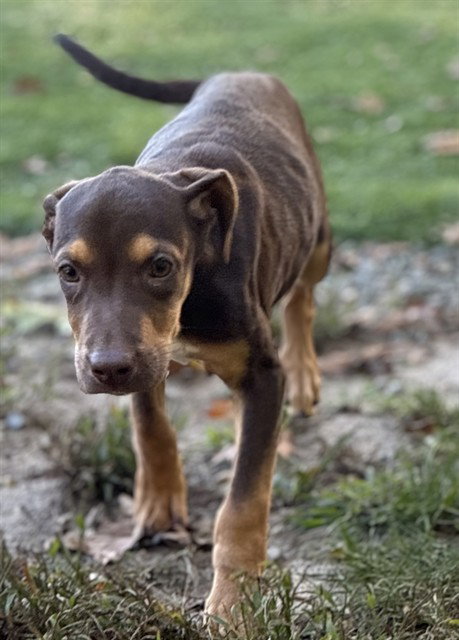 SADIE, a dog for adoption from Animal Rescue League of Boston - Cape Cod Branch